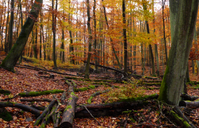 Buchenwald sdl. Prenzlau