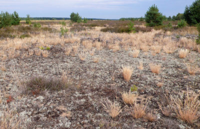 Flechten-Silbergras-Flur und Trockenheide am Flughafen Gro-Dlln