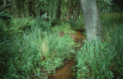 Alt-Zeschdorfer Mhlenflie