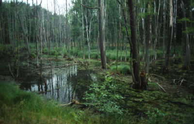 Biberaufstau im Alt-Zeschendorfer Mhlenflie