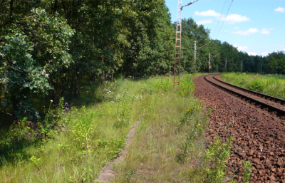 Zauneidechsen-Habitat